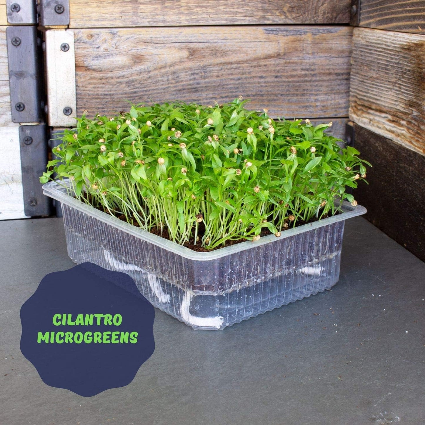 Mountain Valley Self-Watering Indoor Microgreen Kit - Soil-Based