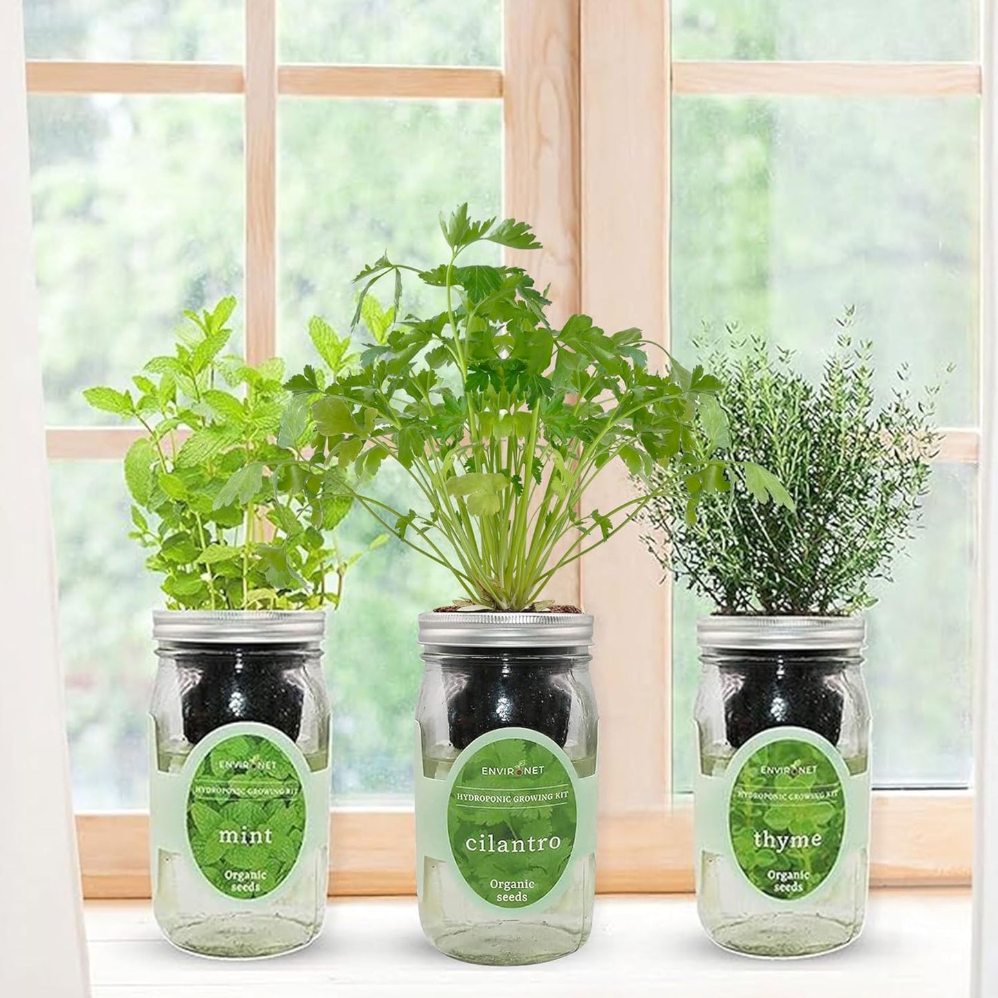 Indoor Hydroponic Herb Garden Kit - Self-Watering Mason Jars with Mint, Cilantro, Thyme