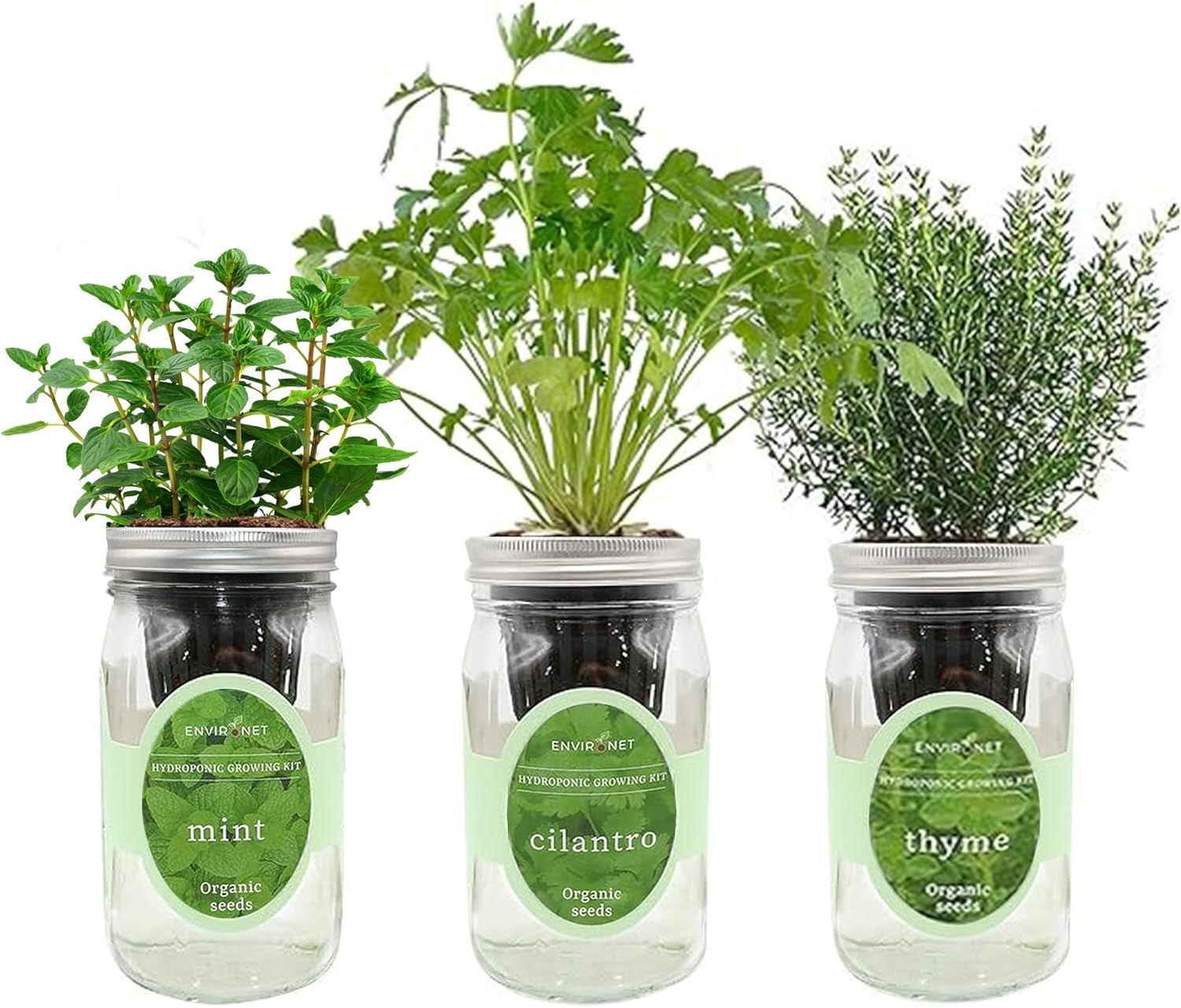 Indoor Hydroponic Herb Garden Kit - Self-Watering Mason Jars with Mint, Cilantro, Thyme