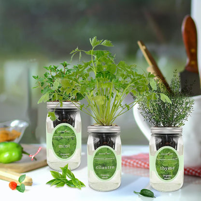 Indoor Hydroponic Herb Garden Kit - Self-Watering Mason Jars with Mint, Cilantro, Thyme