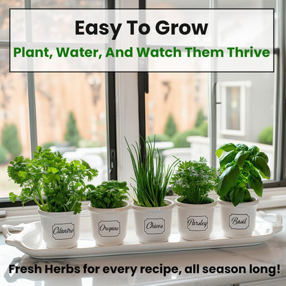 5 Heirloom Herb Seeds: Basil, Oregano, Parsley, Cilantro, Chives