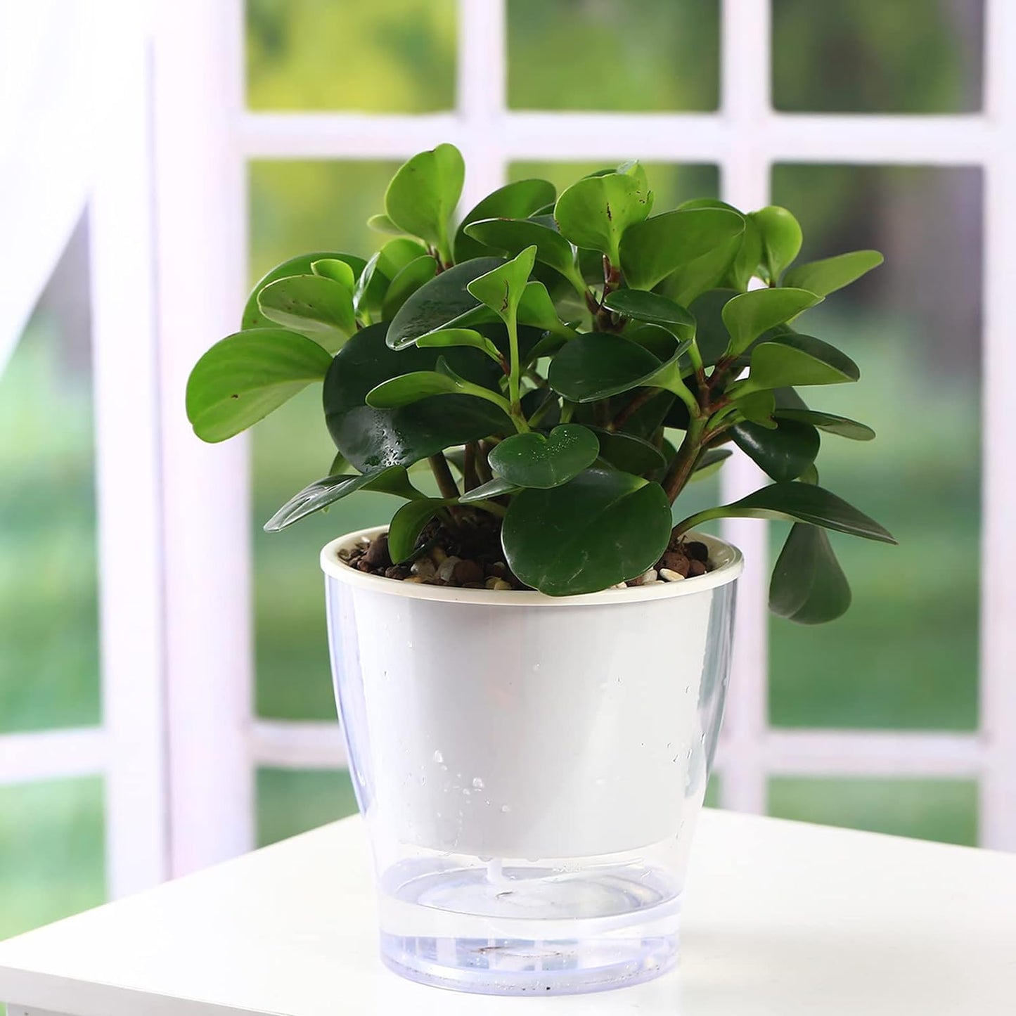 3-Pack 7" Clear Self-Watering Wicking Pots for Indoor Plants