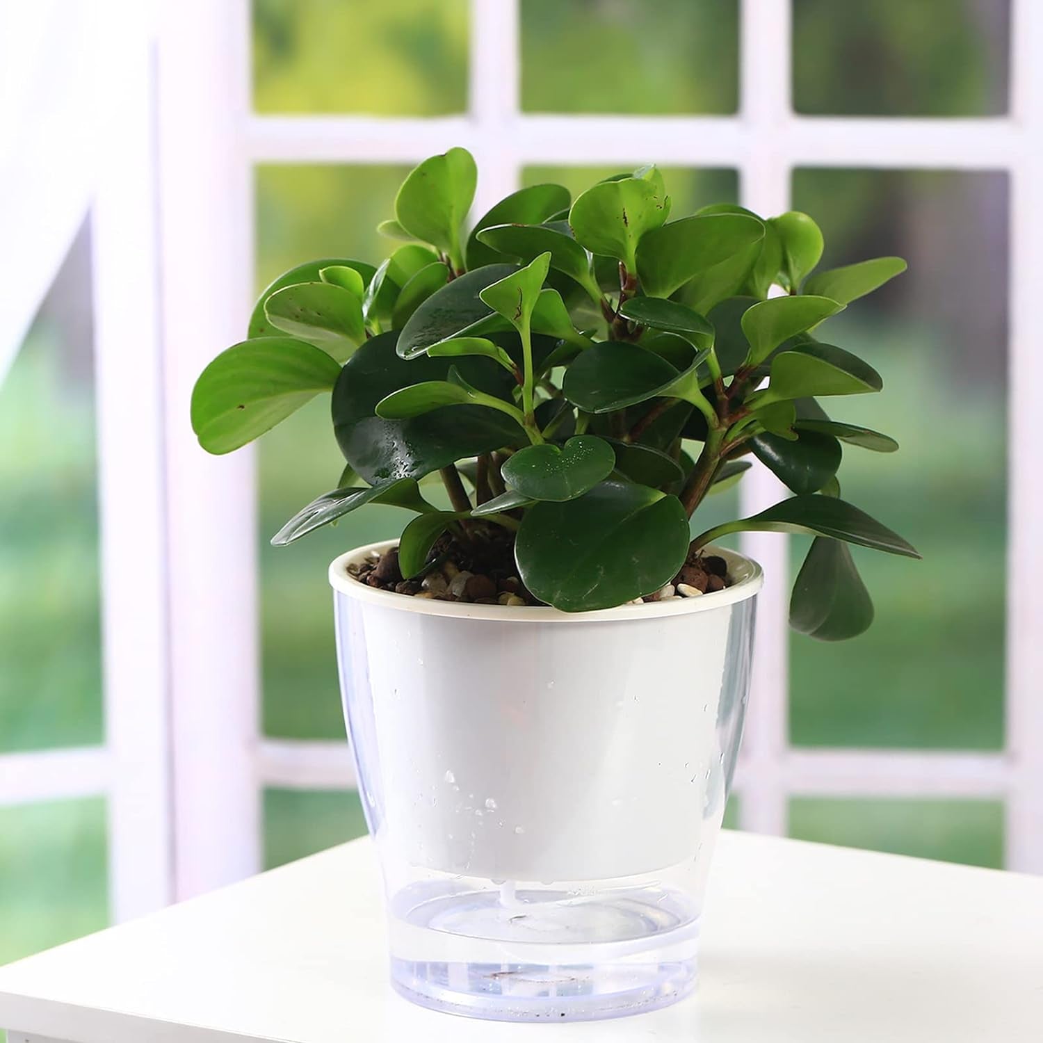 3-Pack 7" Clear Self-Watering Wicking Pots for Indoor Plants