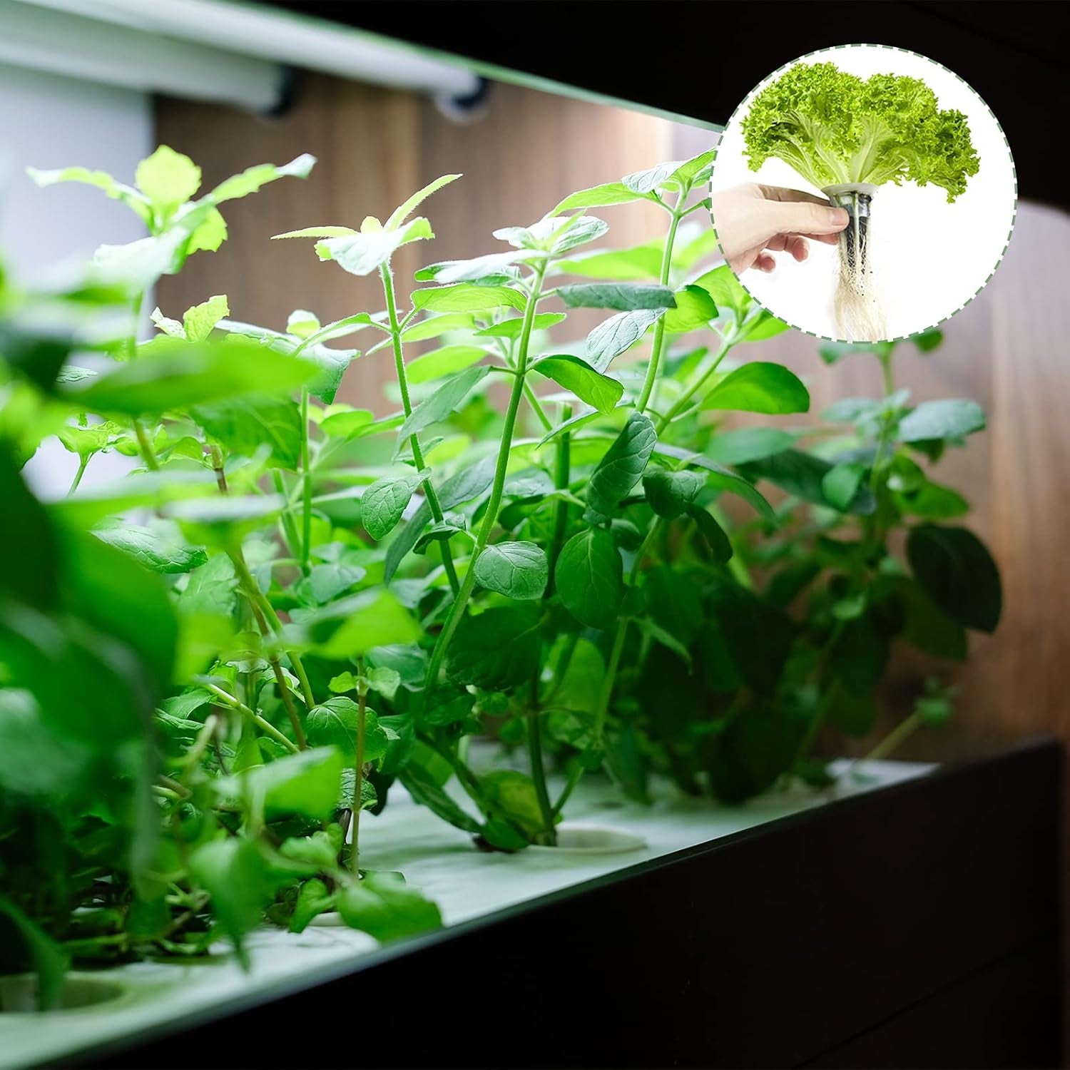 50-Pack AeroGarden Compatible Hydroponic Grow Sponges