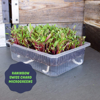 Mountain Valley Self-Watering Indoor Microgreen Kit - Soil-Based